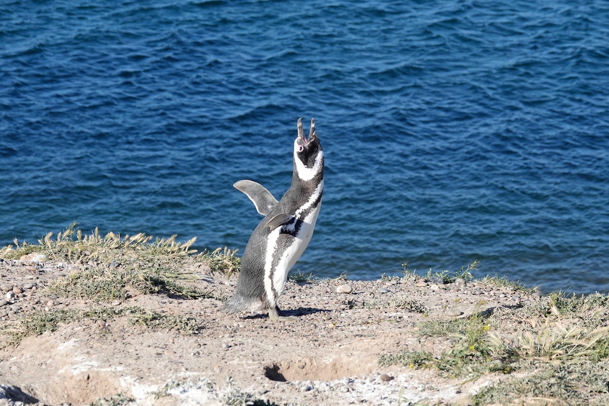 Magellanic Penguin - ML505697641