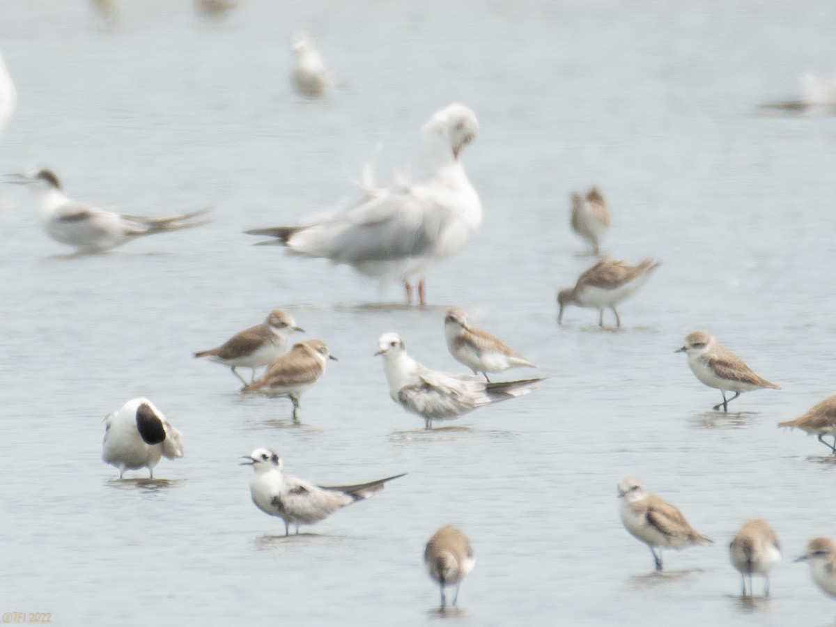 White-winged Tern - ML505698071