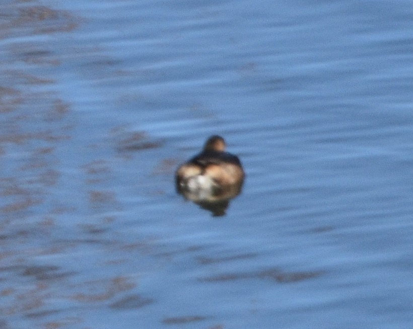 Pied-billed Grebe - ML505699141