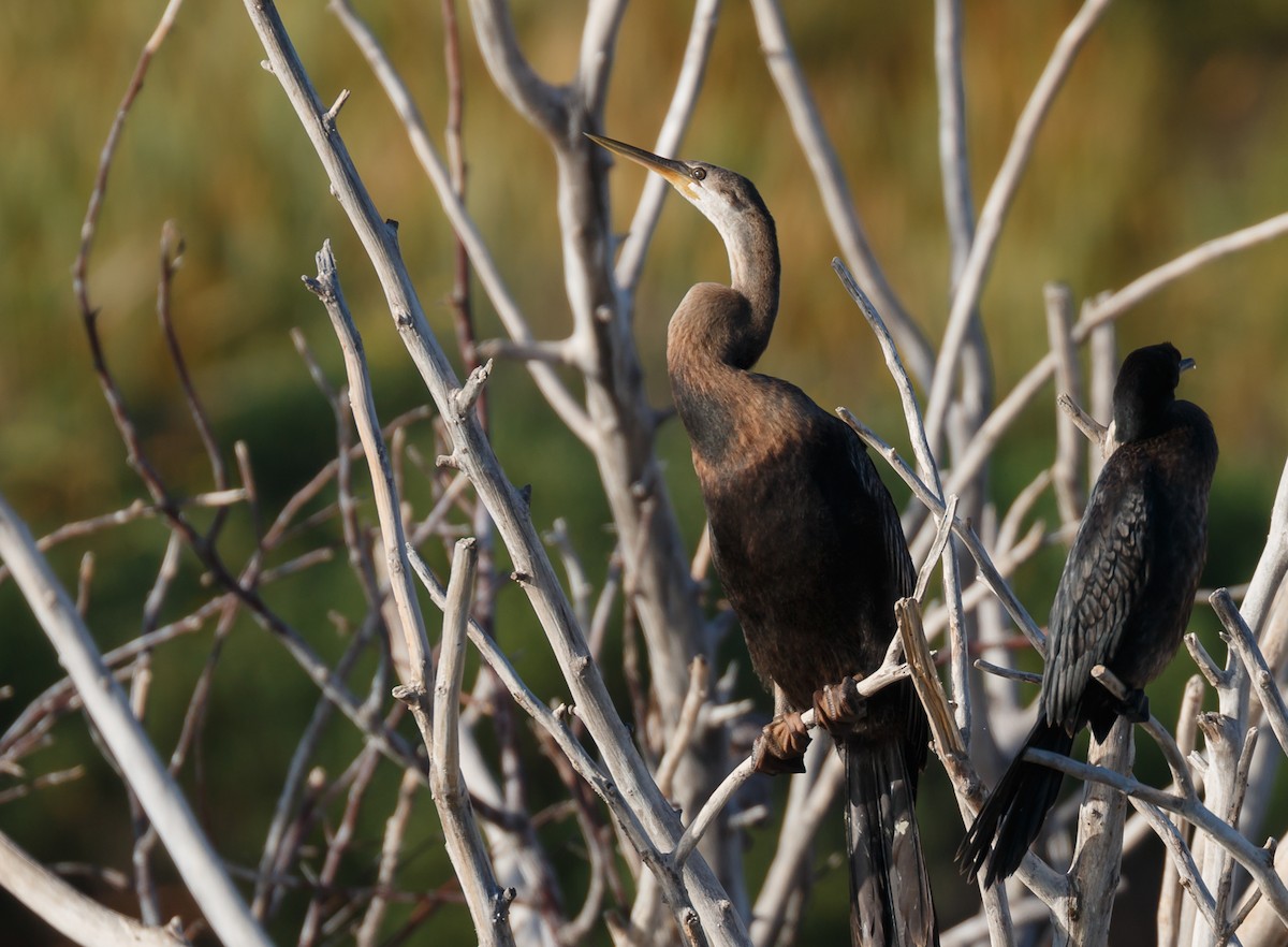 African Darter - ML50570261