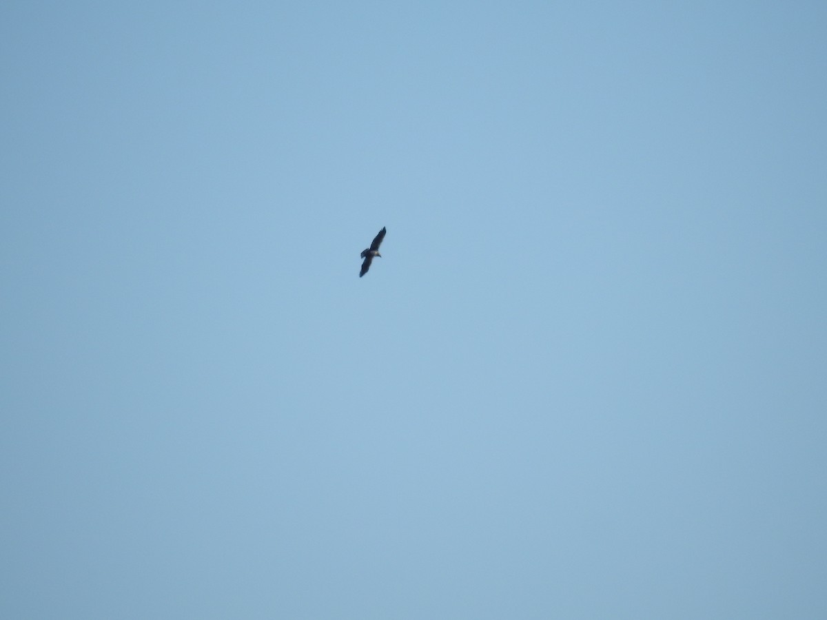 Bald Eagle - ML505704381