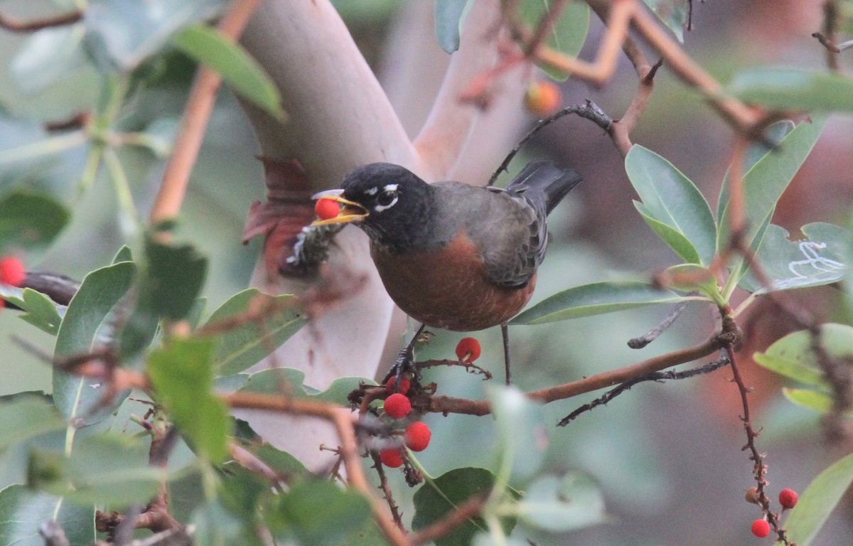 American Robin - ML505704791