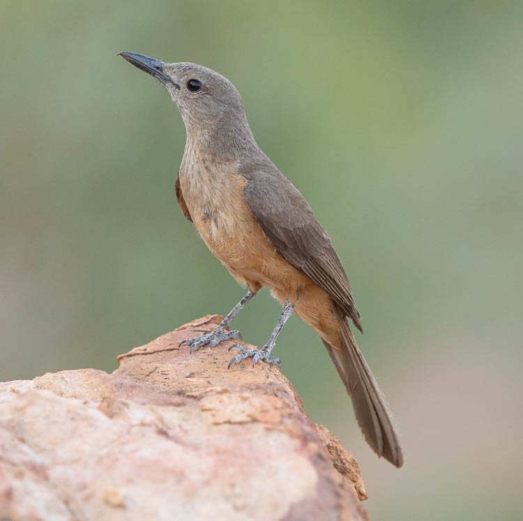 Sandstone Shrikethrush - ML505705231