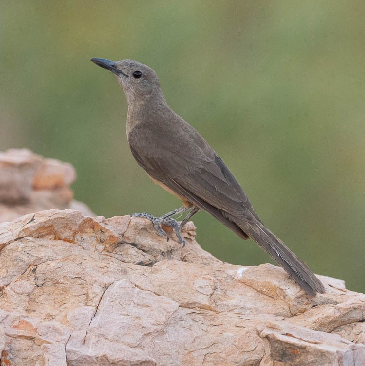 Sandstone Shrikethrush - Hoeckman's Wildlife