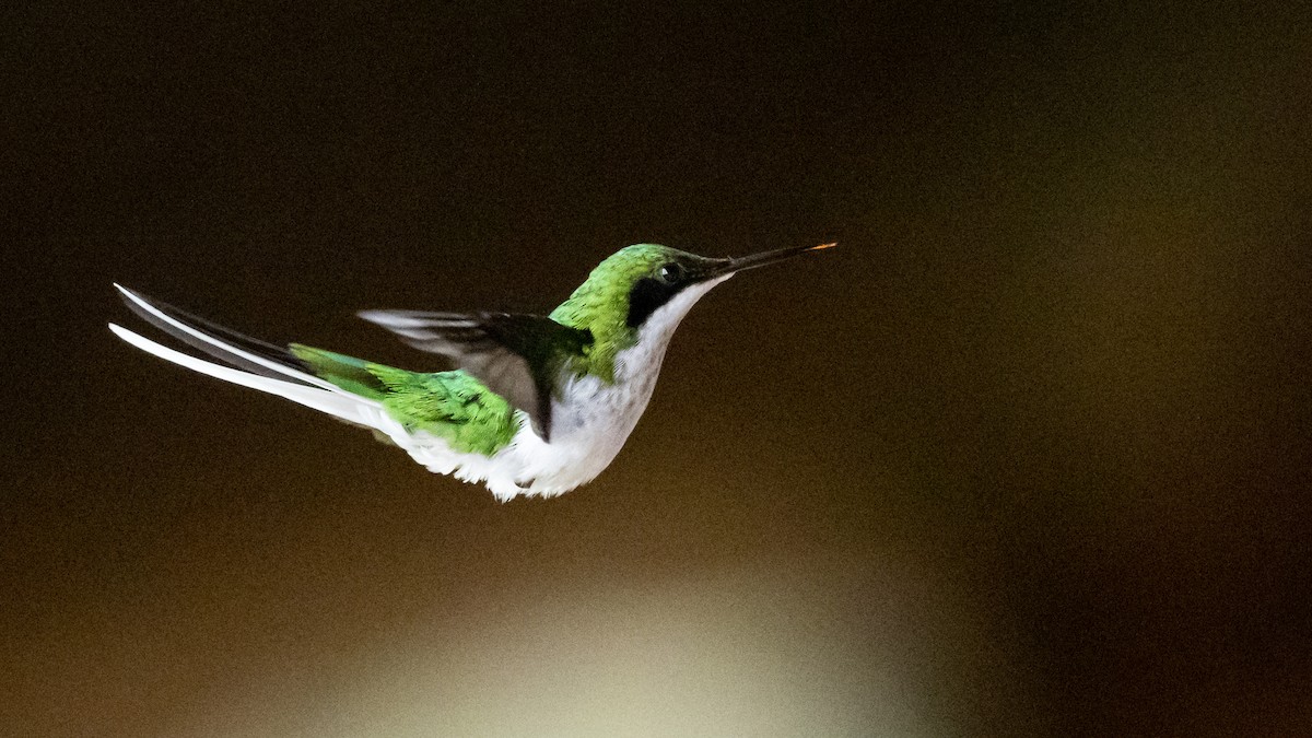 Black-eared Fairy - ML505705391