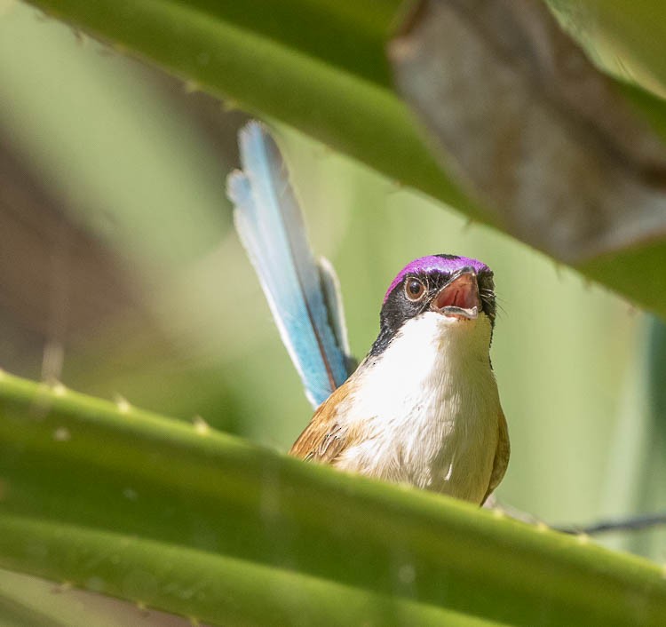 Purple-crowned Fairywren - ML505705641