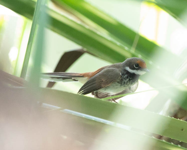 Arafura Fantail - ML505705741