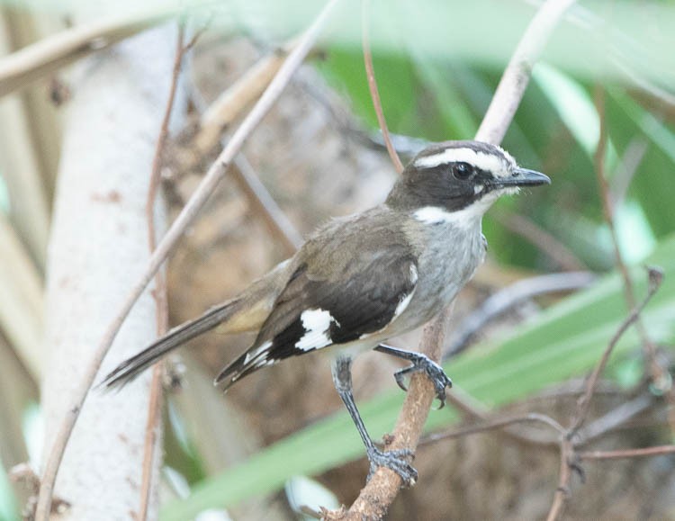 Buff-sided Robin - Hoeckman's Wildlife