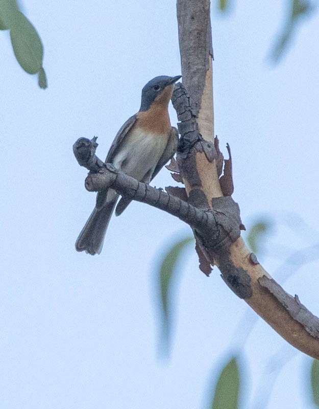 Leaden Flycatcher - ML505706011