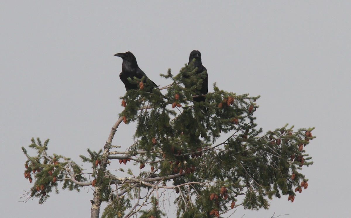 Common Raven - Daniel Donnecke