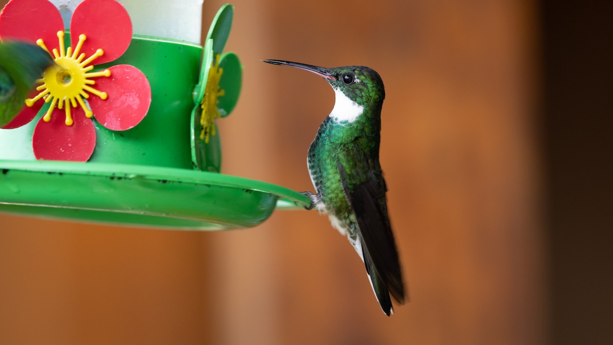 White-throated Hummingbird - Mathurin Malby