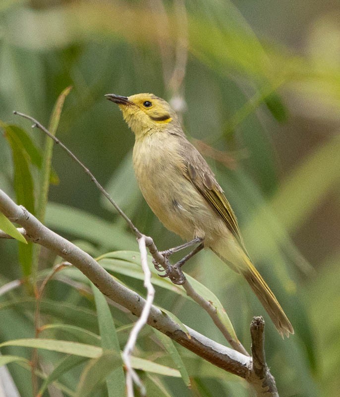 Yellow-tinted Honeyeater - ML505706751