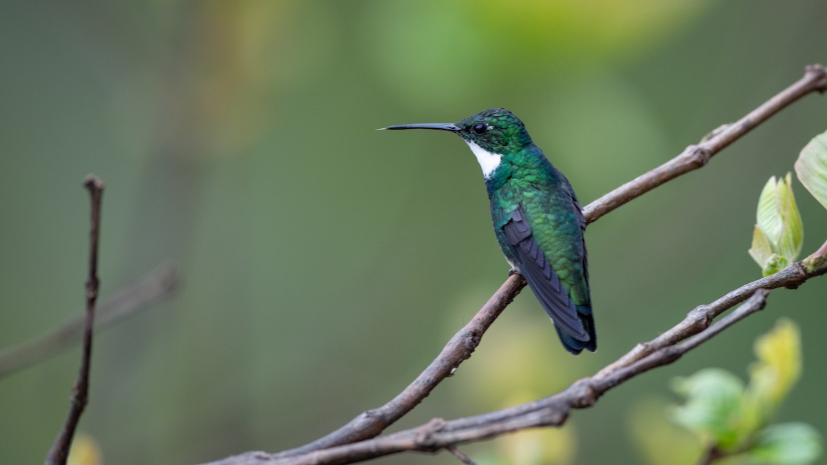 White-throated Hummingbird - Mathurin Malby