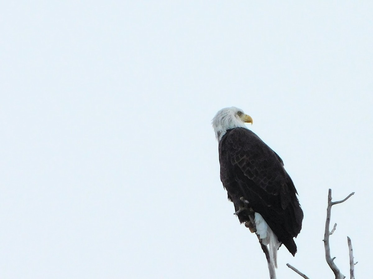 Bald Eagle - Anonymous