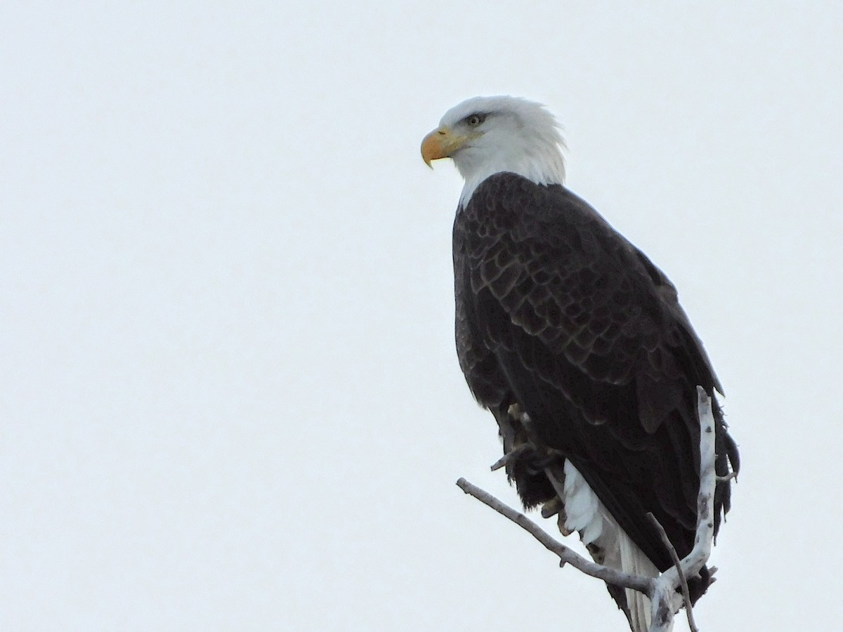 Bald Eagle - Anonymous