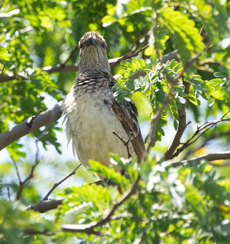 Spotted Bowerbird - ML505708151