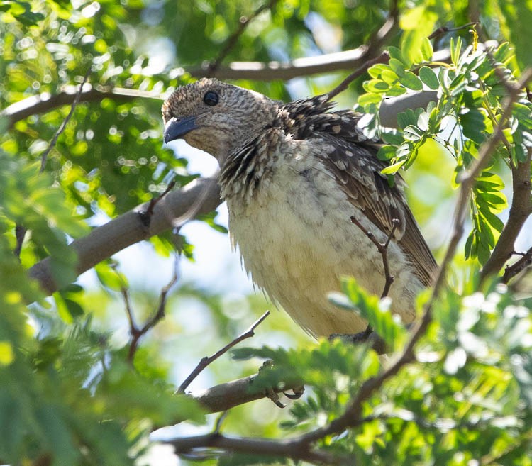 Spotted Bowerbird - ML505708161