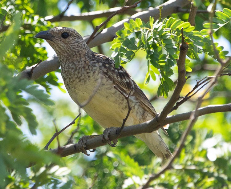 Spotted Bowerbird - ML505708171