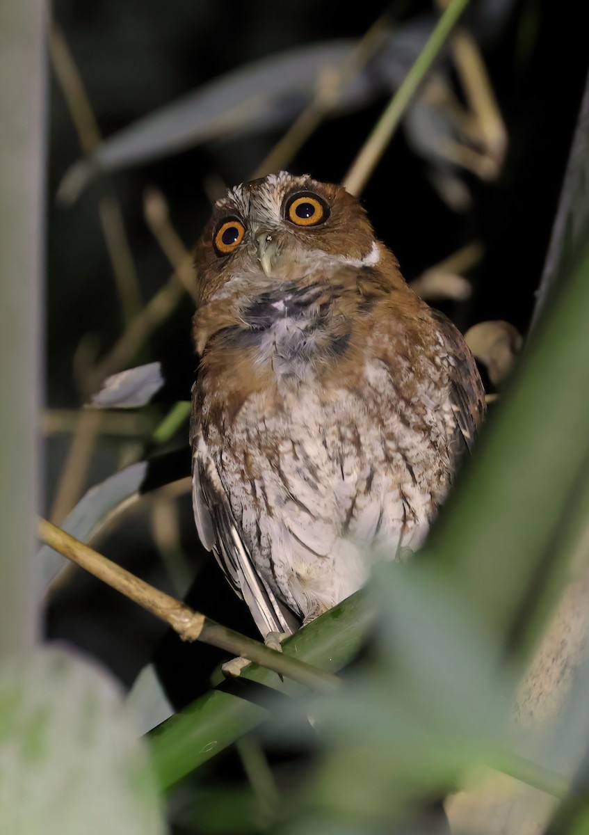 Puerto Rican Owl - ML505708431