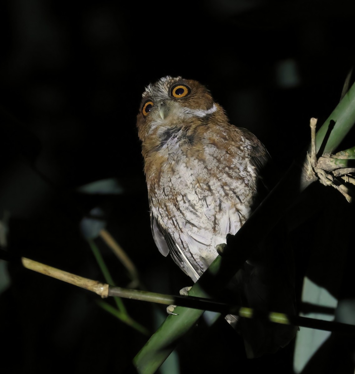 Puerto Rican Owl - ML505708441