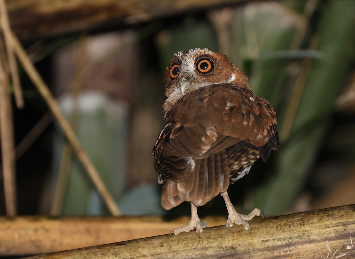 Puerto Rican Owl - ML505708461