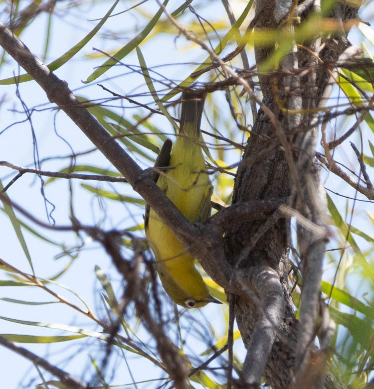 Australian Yellow White-eye - ML505710111