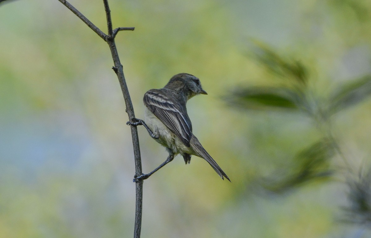 Güneyli Fare Rengi Tiranulet - ML505710131