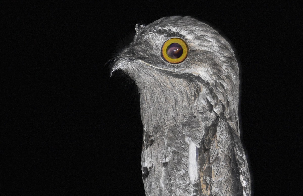 Common Potoo - ML505711491