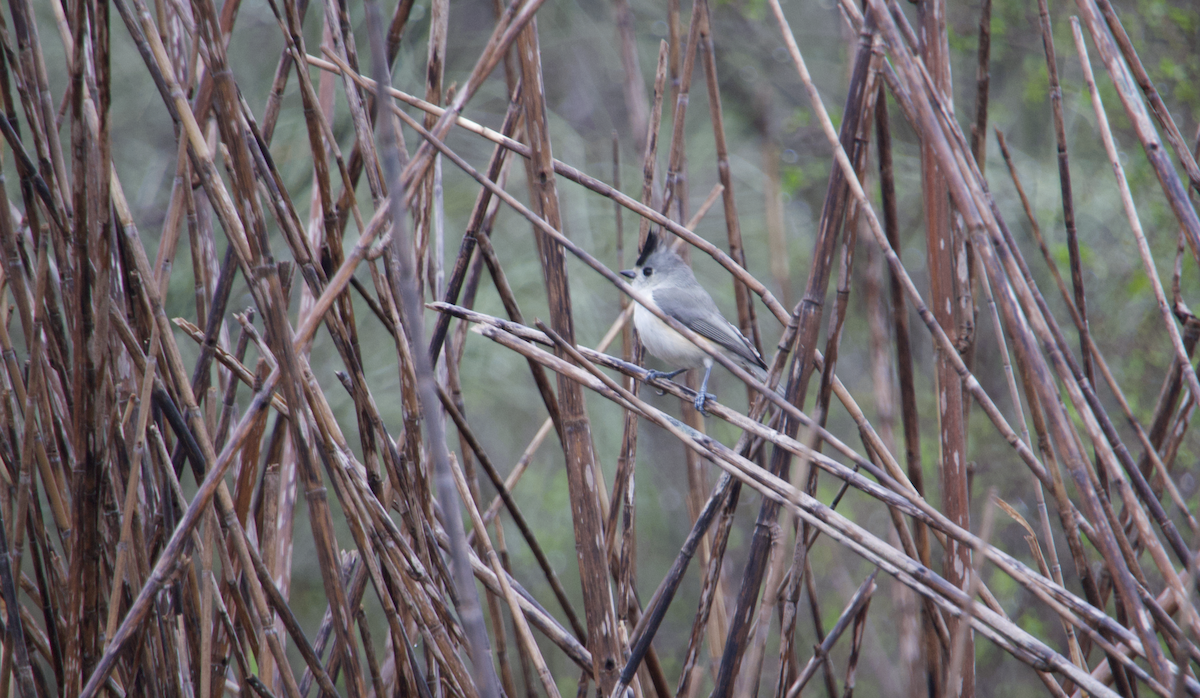 Black-crested Titmouse - ML505712431