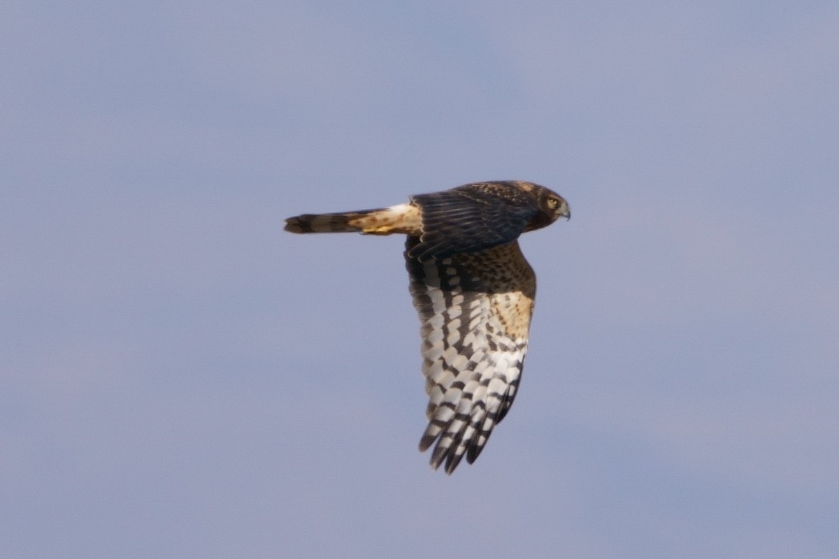 Northern Harrier - ML505714061