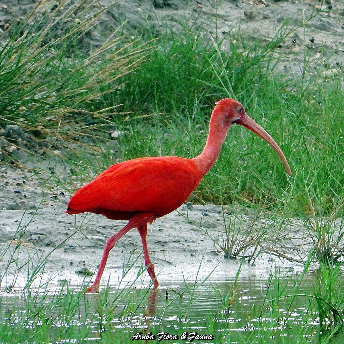 ibis rudý - ML505714741