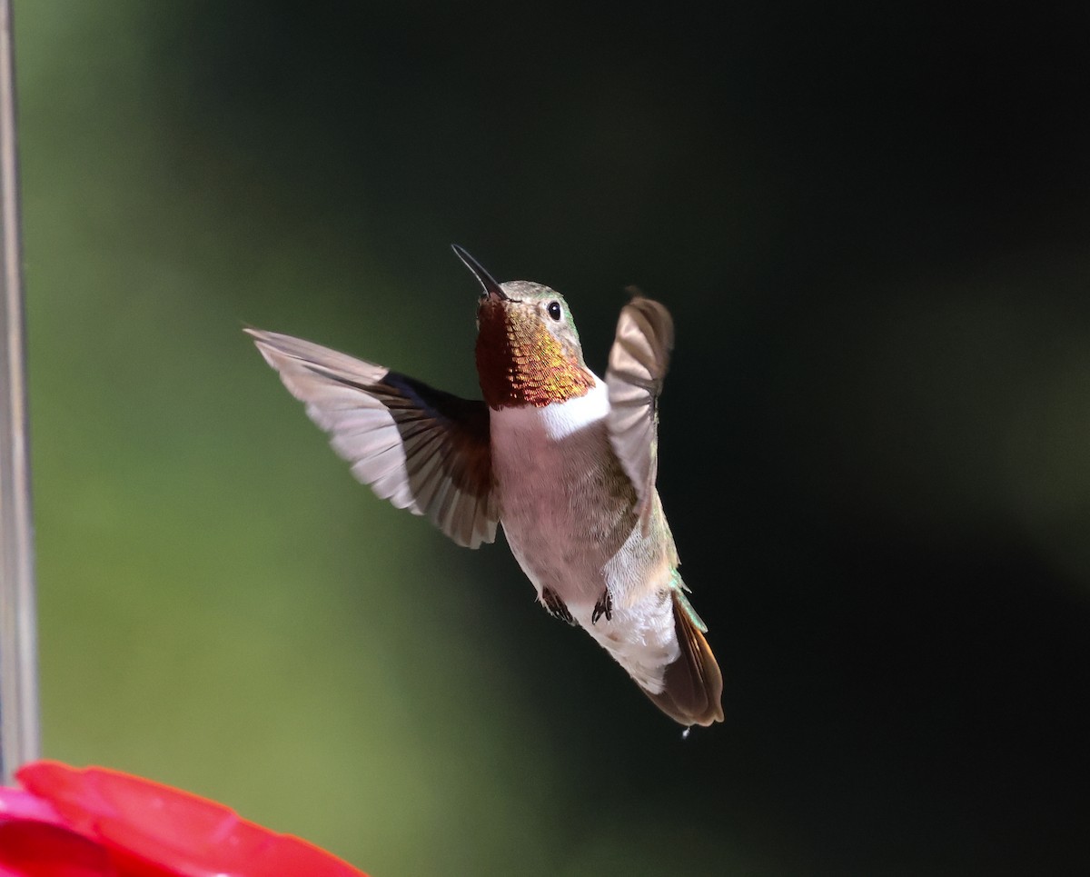 Broad-tailed Hummingbird - Tom Benson