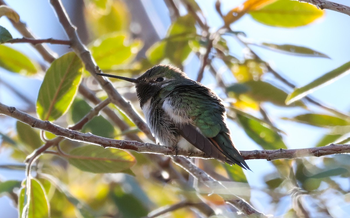 Broad-tailed Hummingbird - Tom Benson