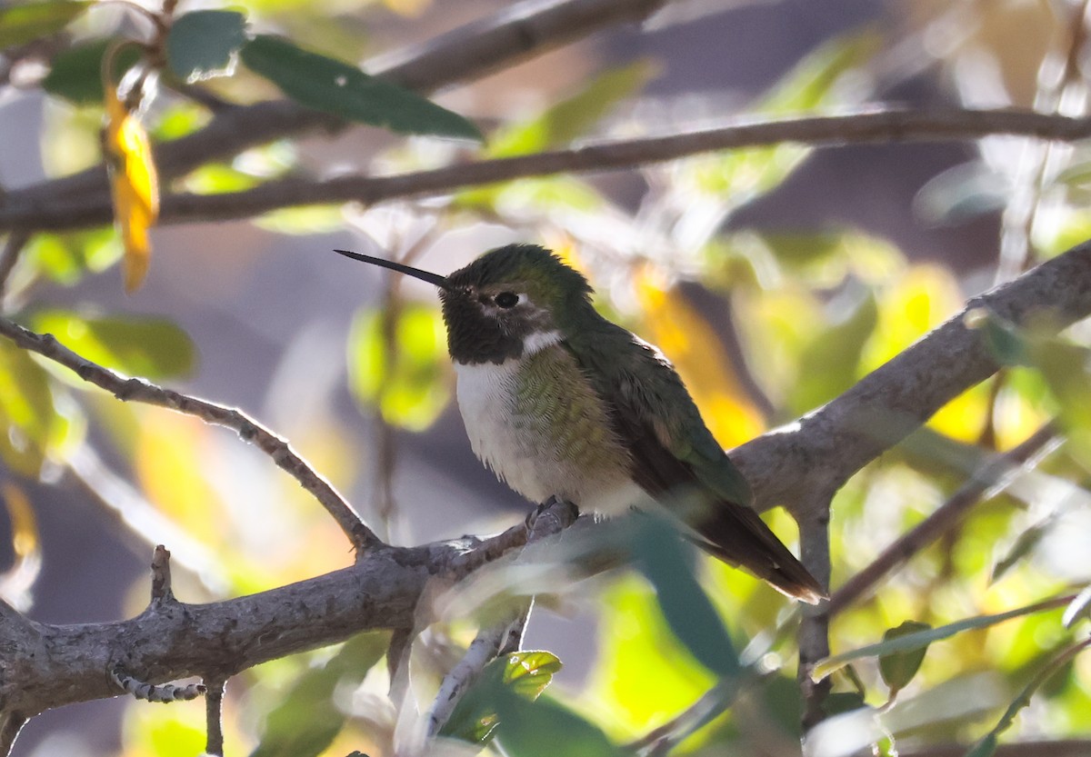 Broad-tailed Hummingbird - Tom Benson