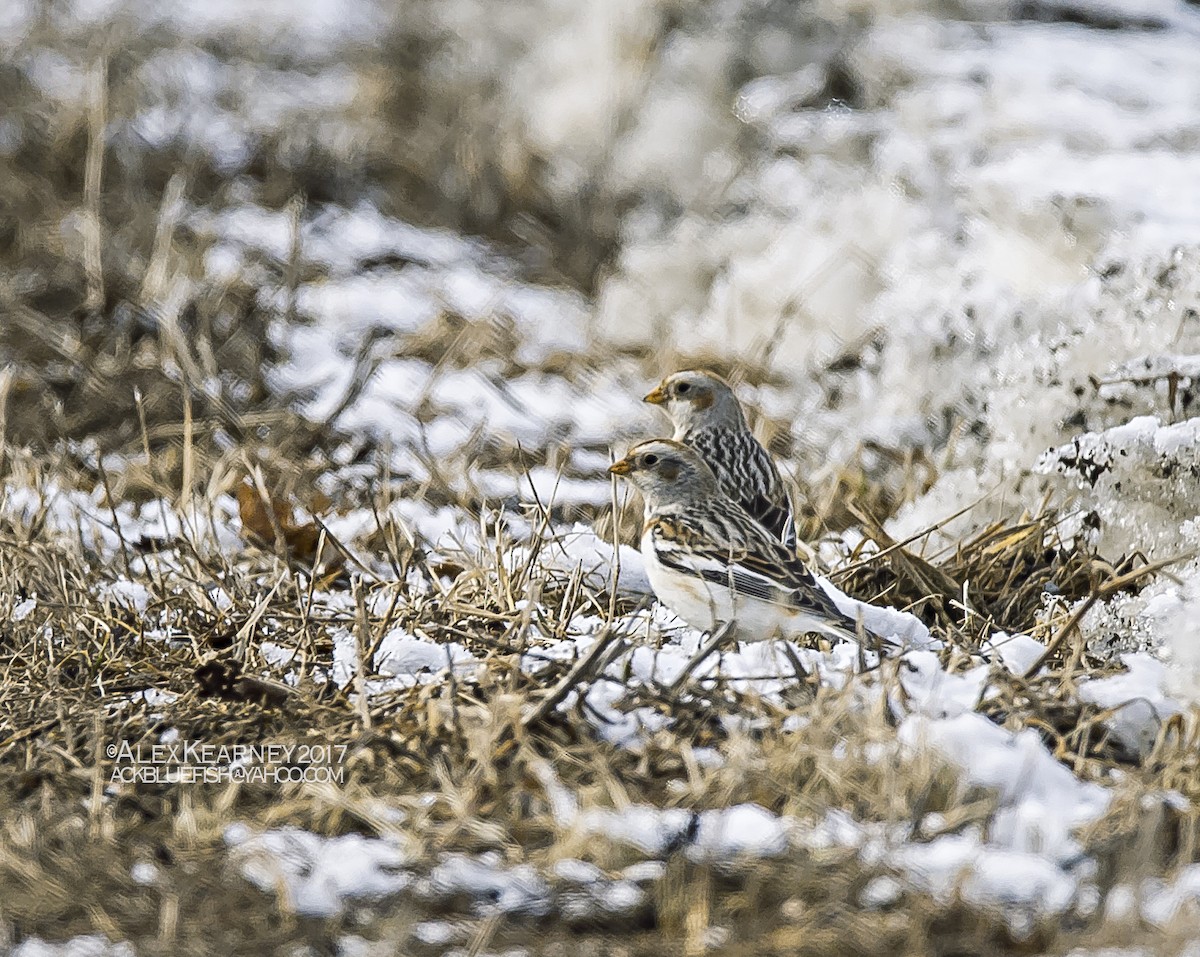 Snow Bunting - ML50571911