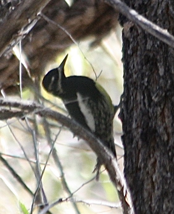 Williamson's Sapsucker - ML505719471