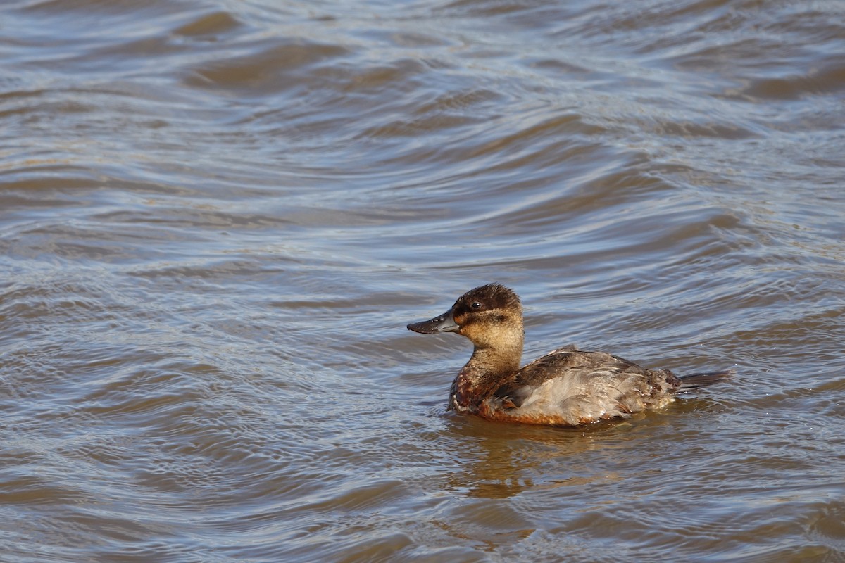 Ruddy Duck - ML505721711