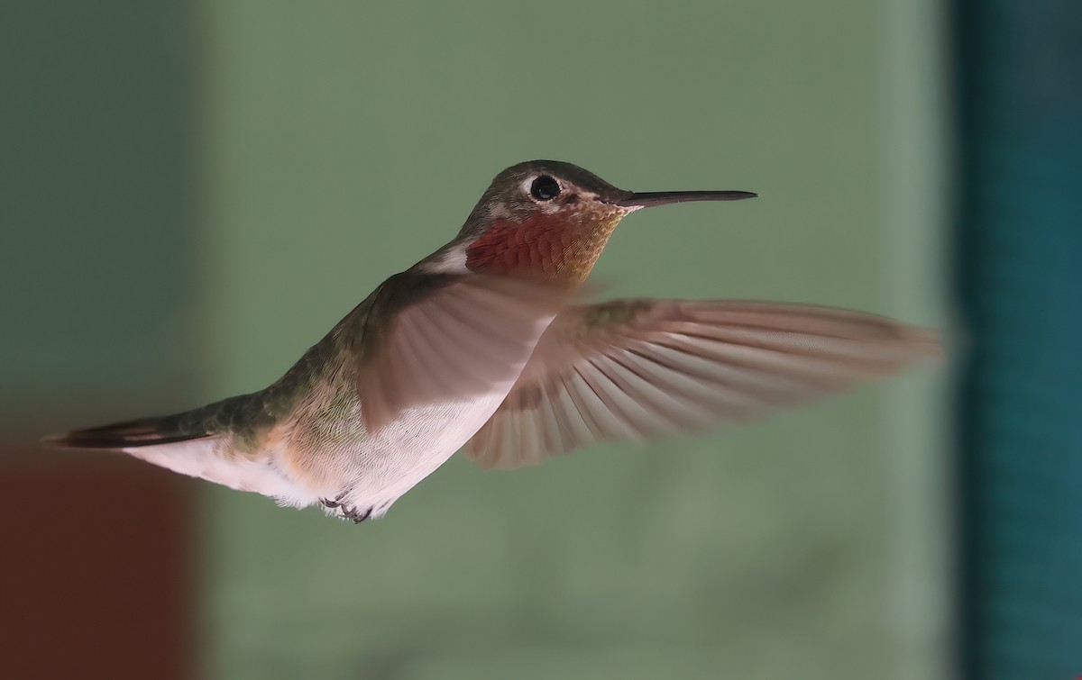Broad-tailed Hummingbird - Matthew Grube