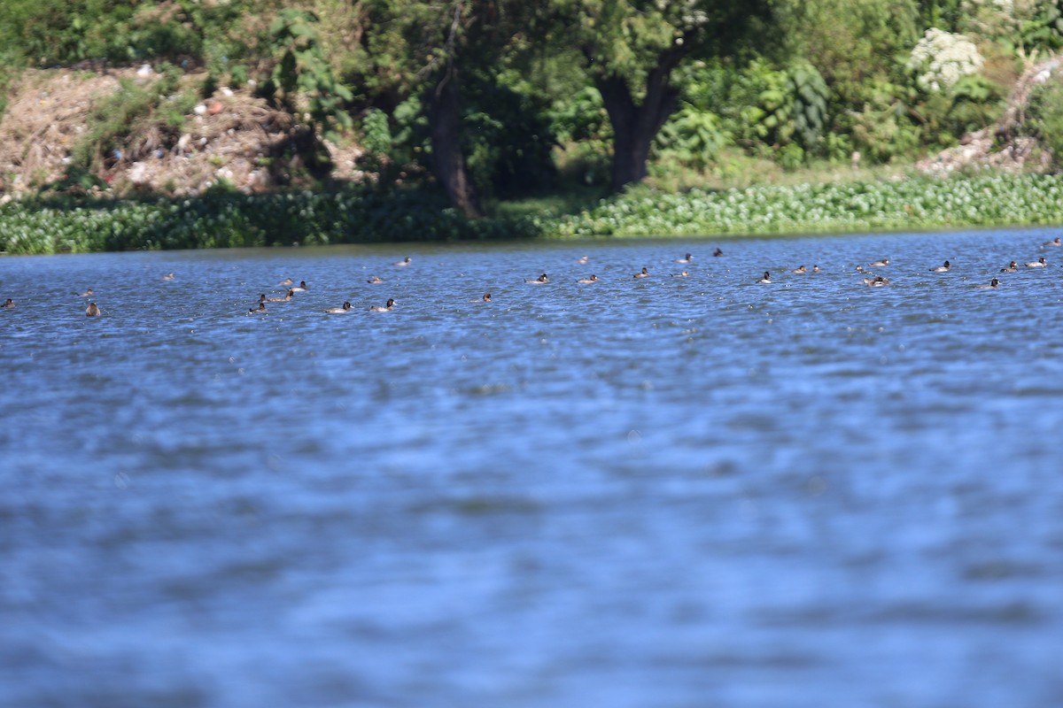 Ruddy Duck - ML505724311