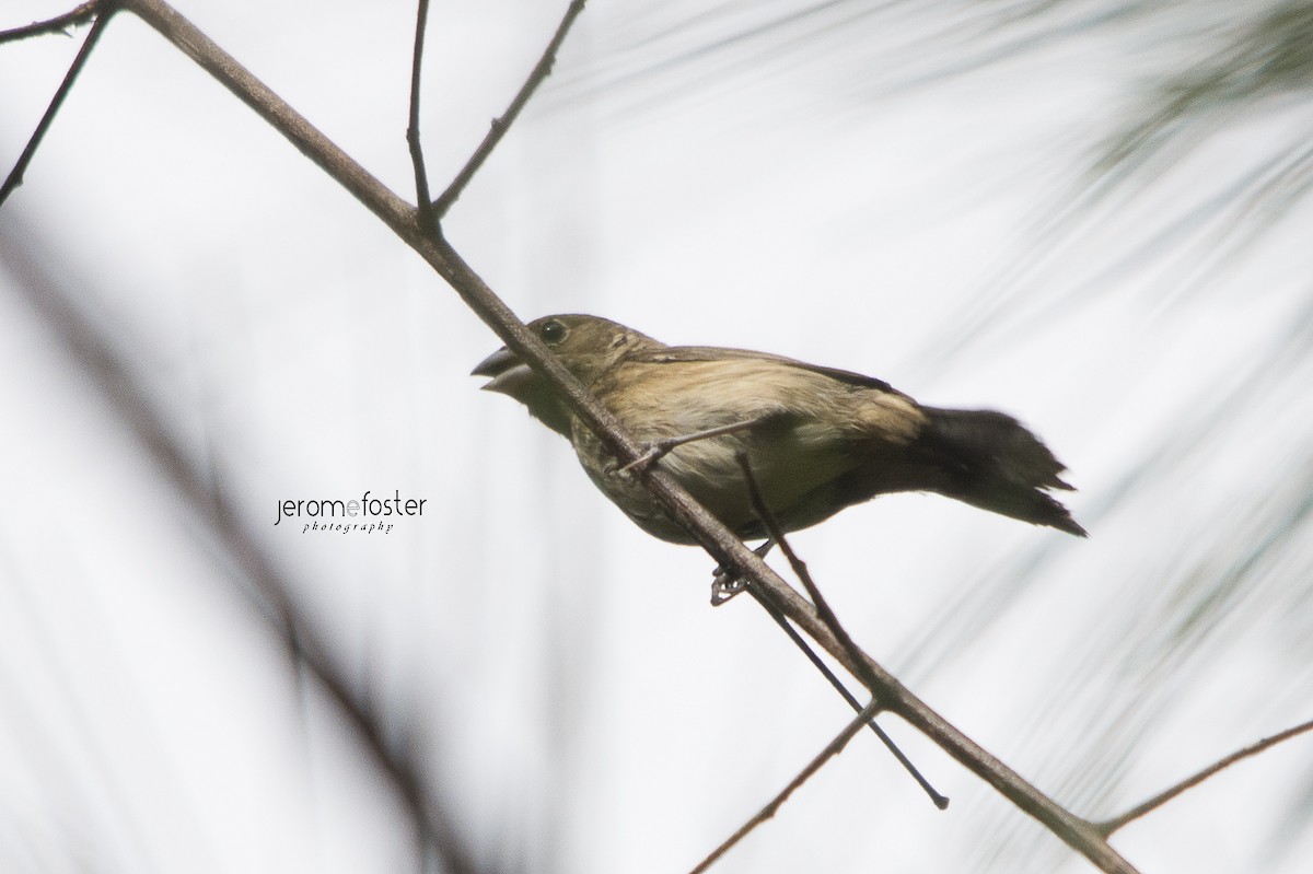 Sooty Grassquit - ML50572451