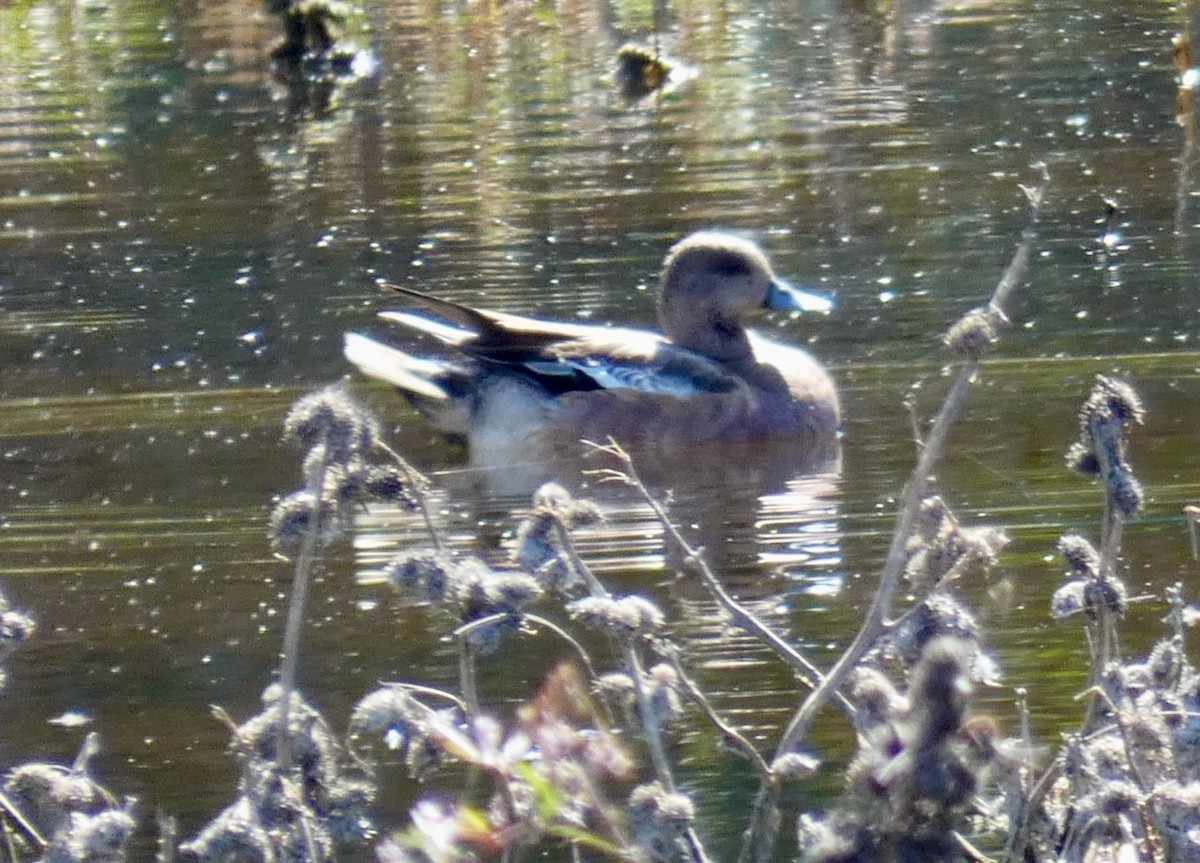 American Wigeon - ML505724651