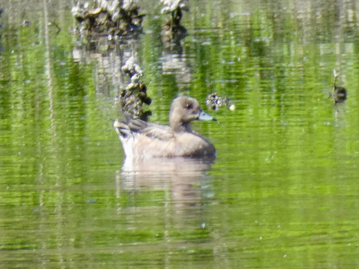 American Wigeon - ML505725051