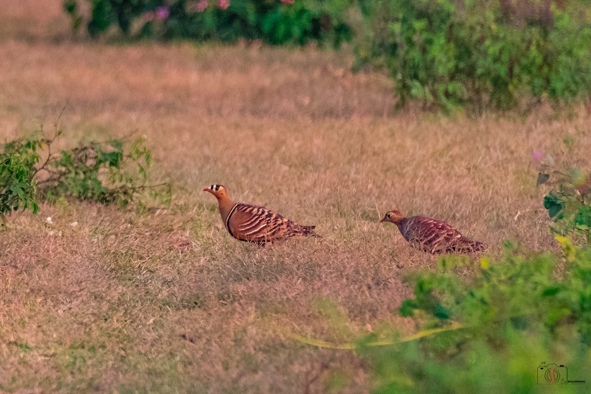 Painted Sandgrouse - ML505726831