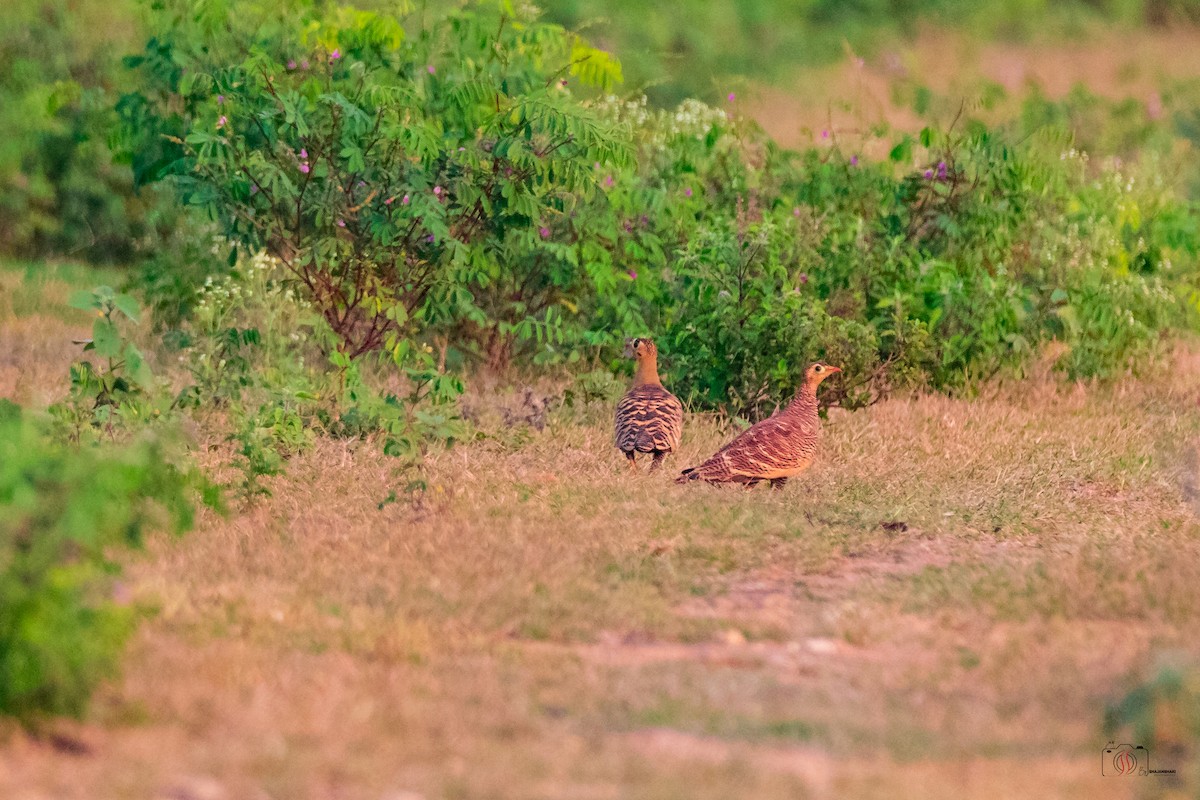 Painted Sandgrouse - ML505726841