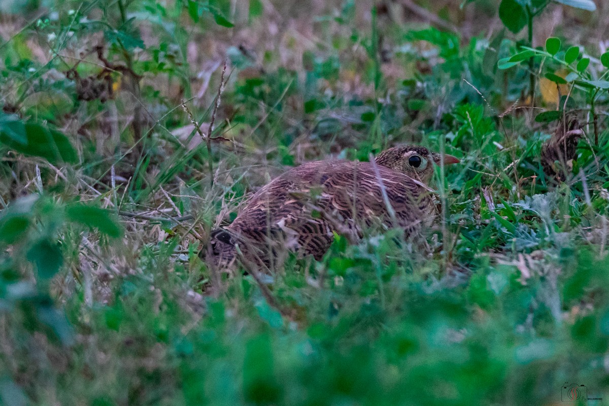 Painted Sandgrouse - ML505726851