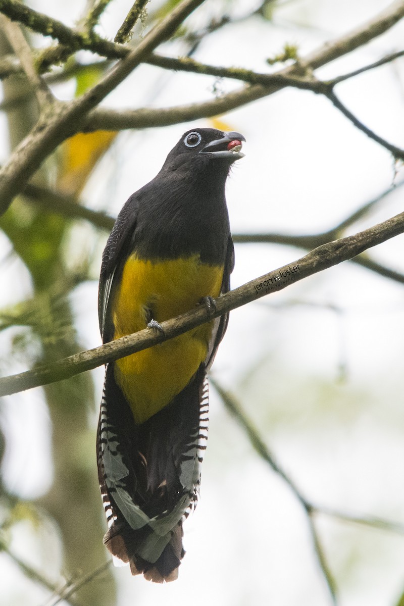 trogon zelenohřbetý - ML50572761