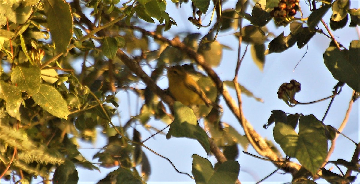 Golden Vireo - ML50572881