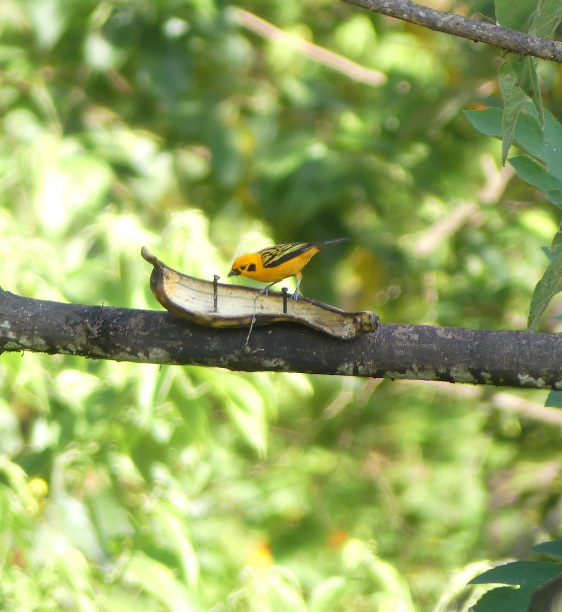 Golden Tanager - ML505729821