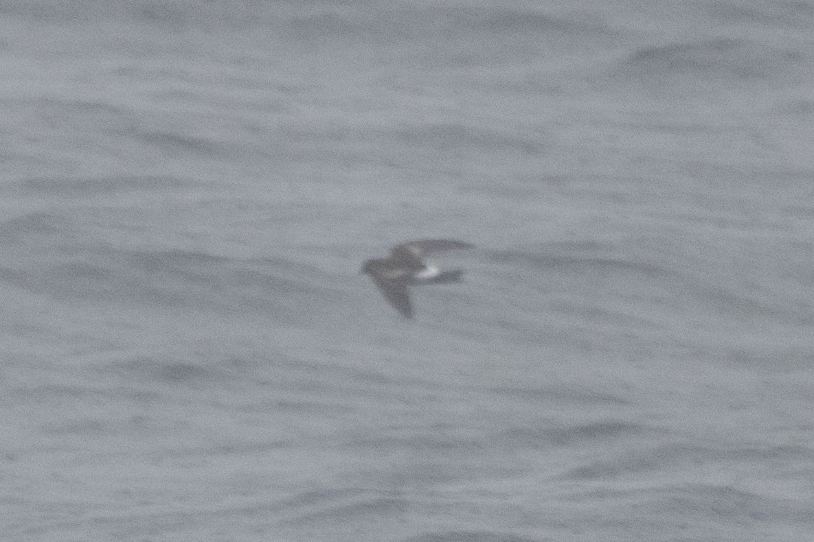 storm-petrel sp. - Kalpesh Krishna