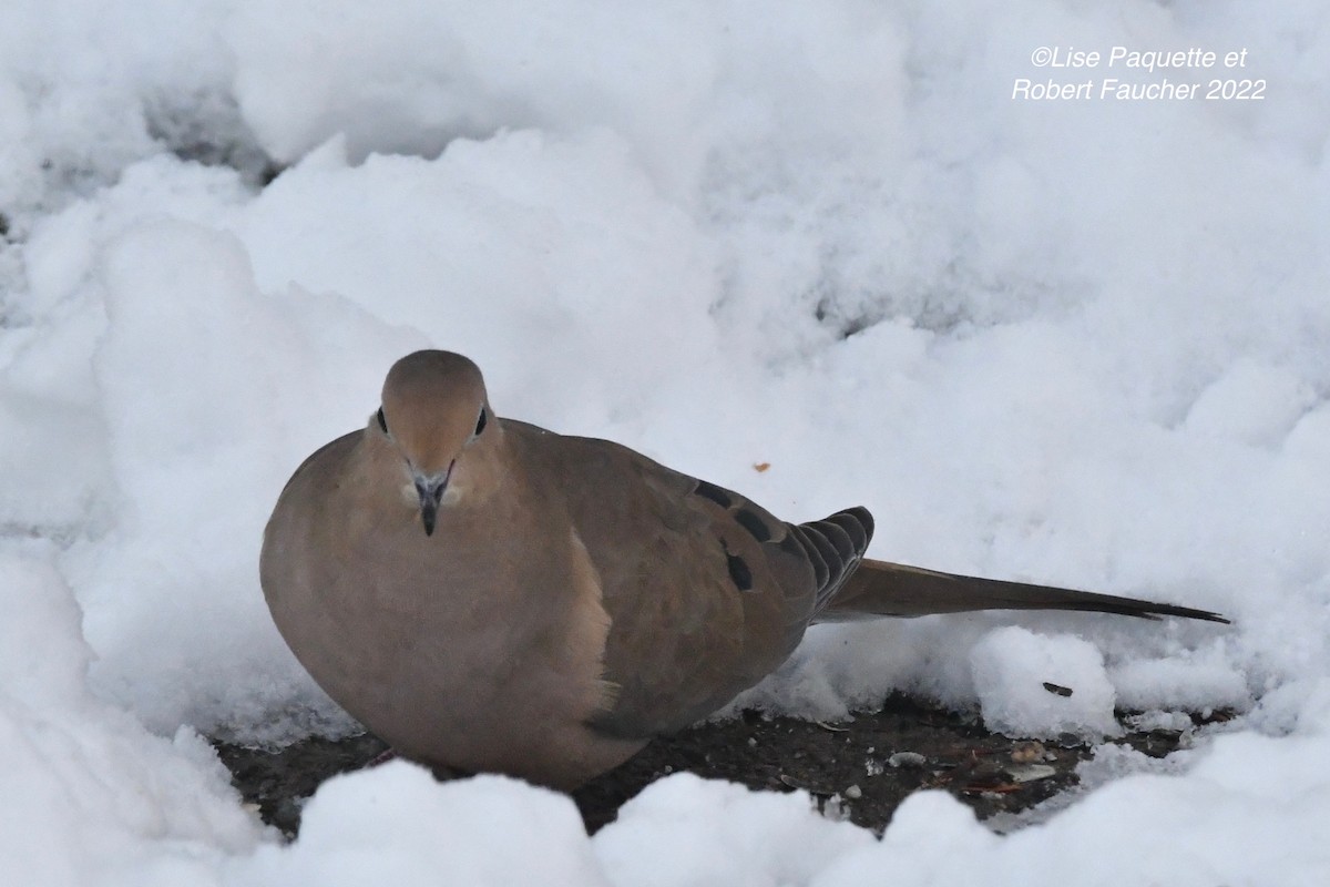 Mourning Dove - Lise Paquette  Robert Faucher